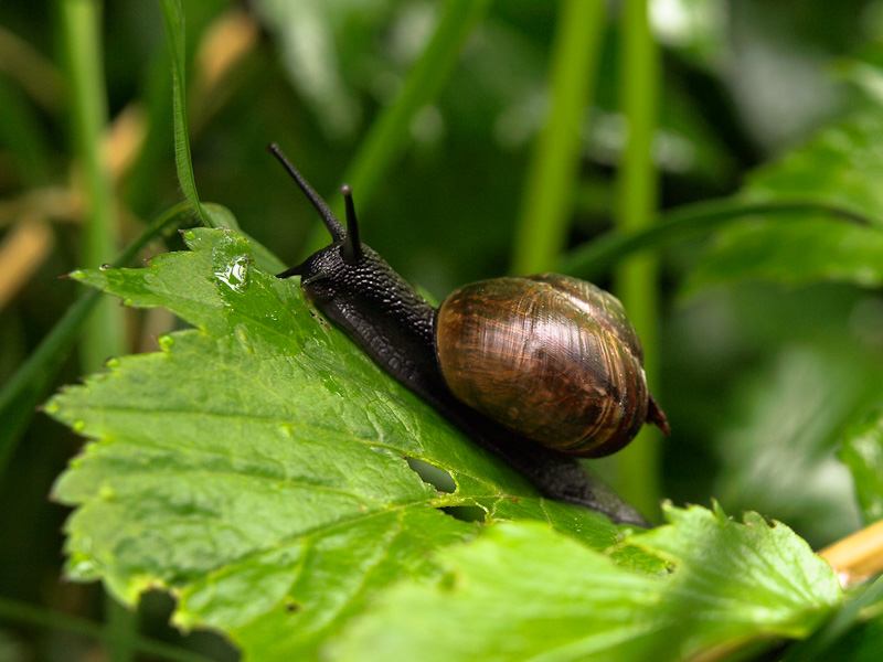 snail