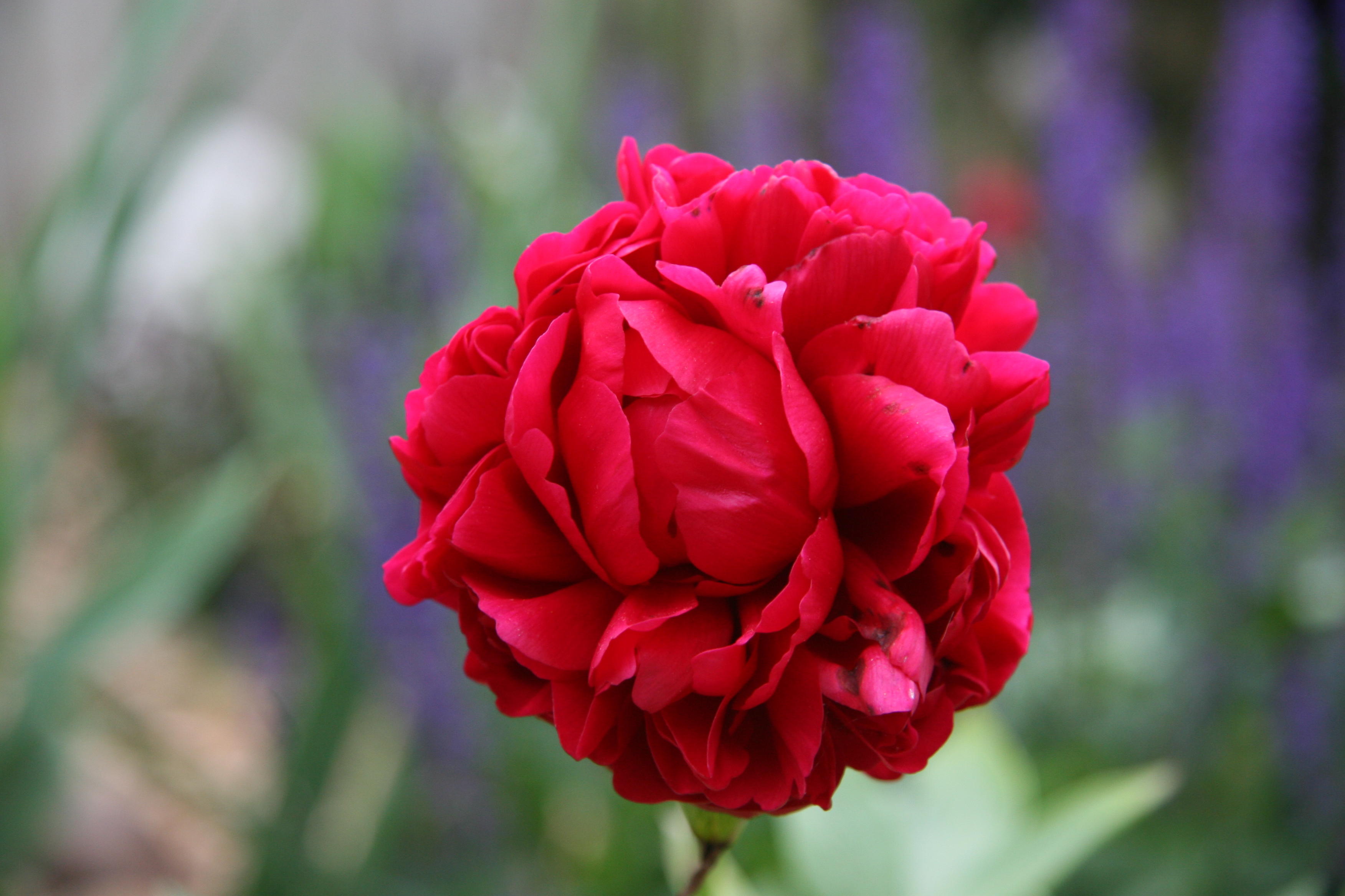 Red Peony Blossom Open