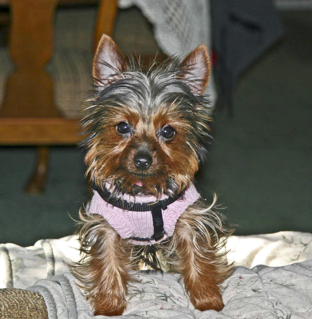 Holly the Yorkie