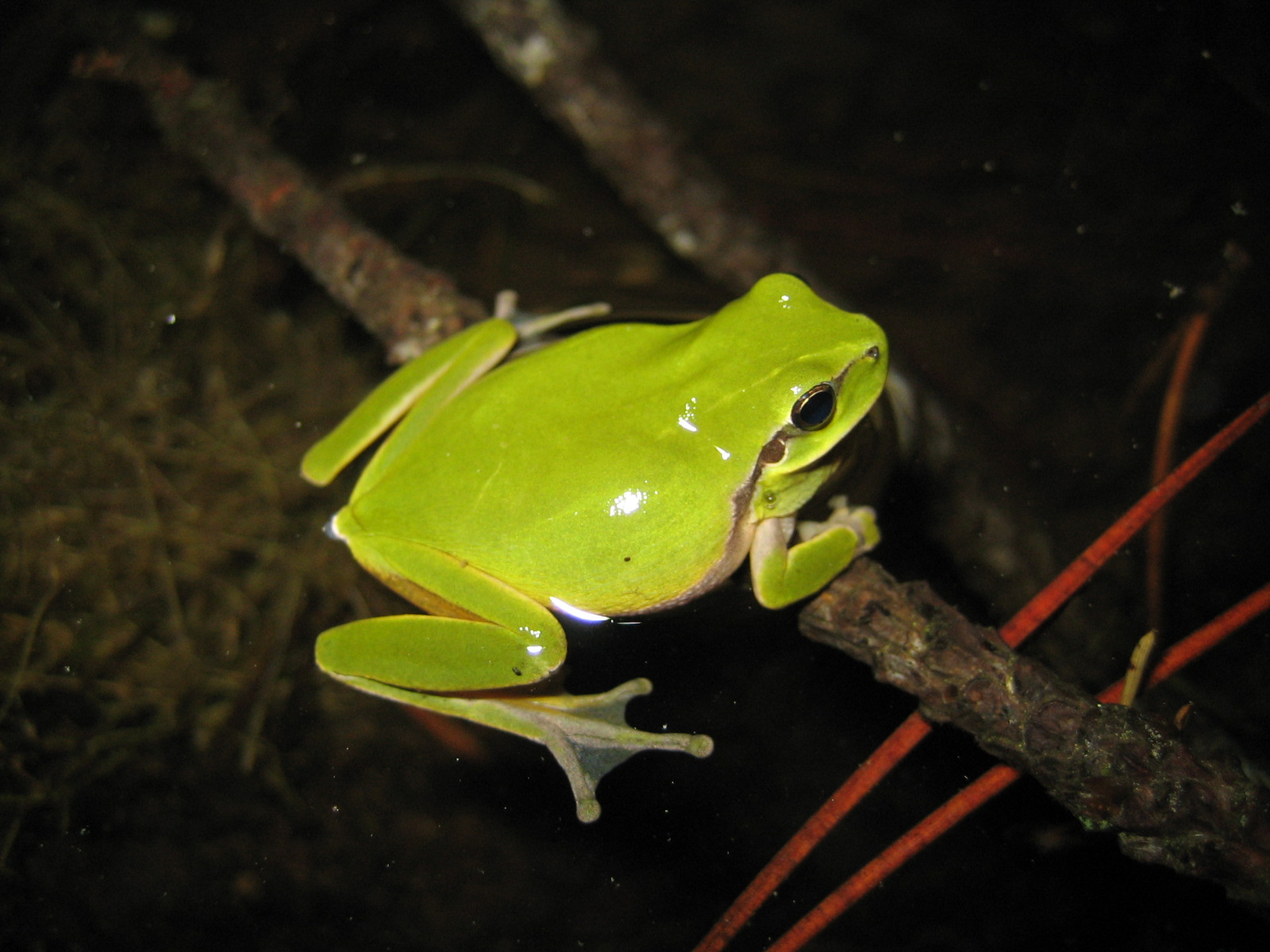 Reineta (Hyla meridionalis)