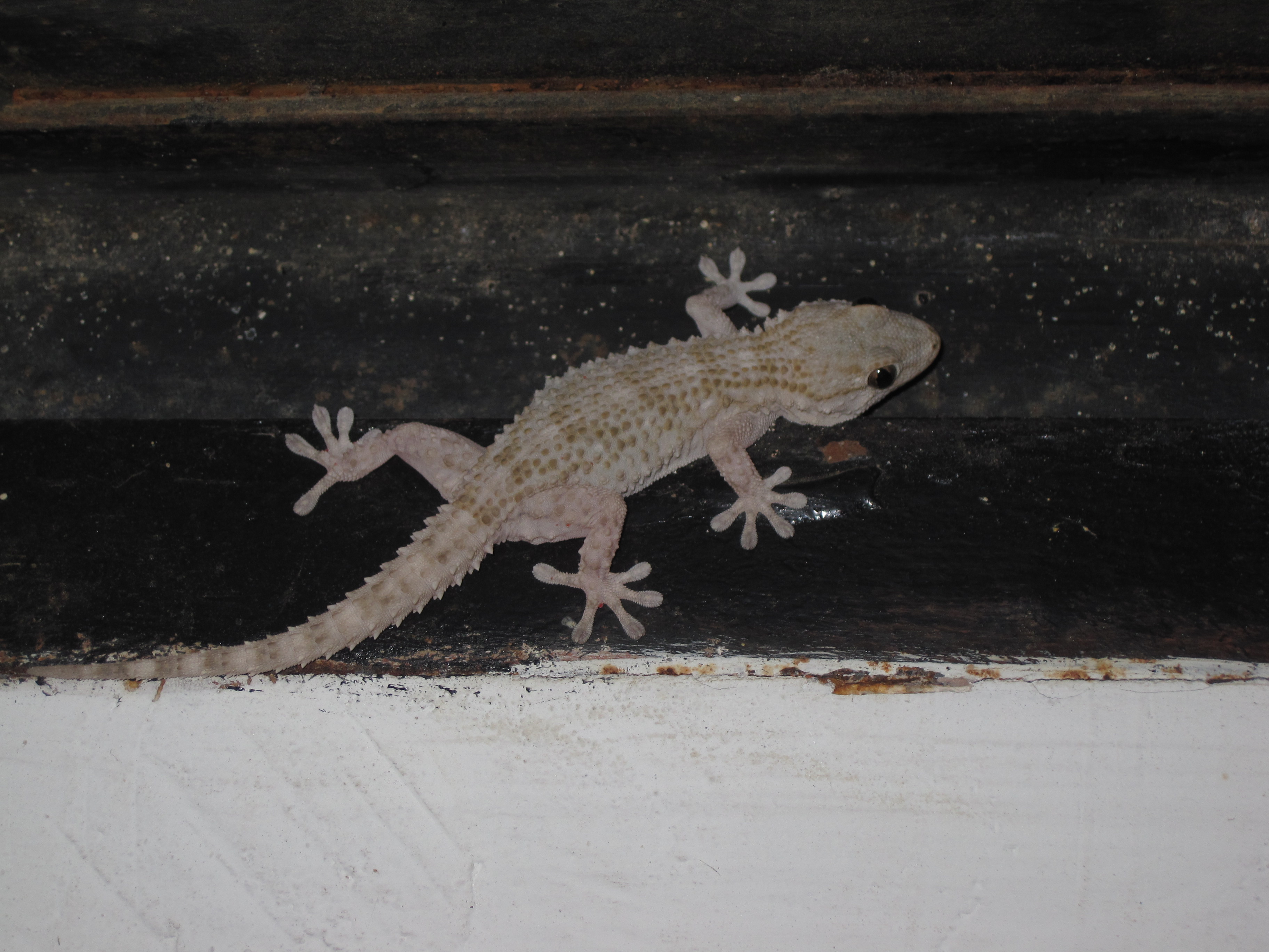 Drag com (Tarentola mauritanica)