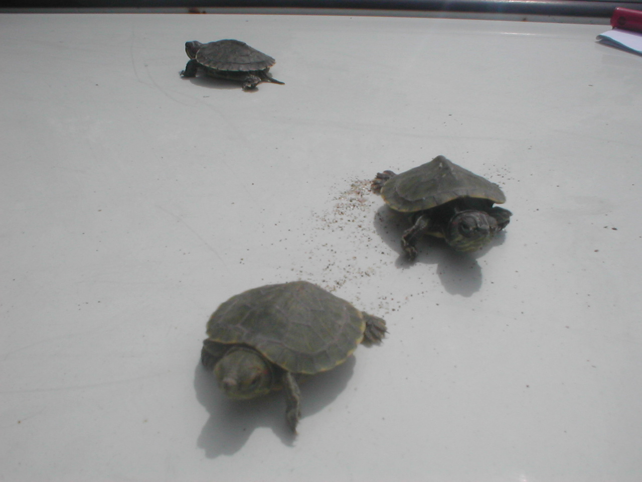 Tortuga de Florida (Trachemys scripta). Exemplars recent nascuts