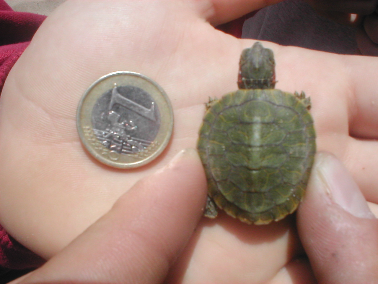 Tortuga de Florida (Trachemys scripta). Exemplar recent nascuts