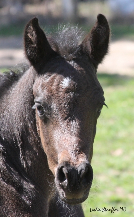 BB filly face.JPG