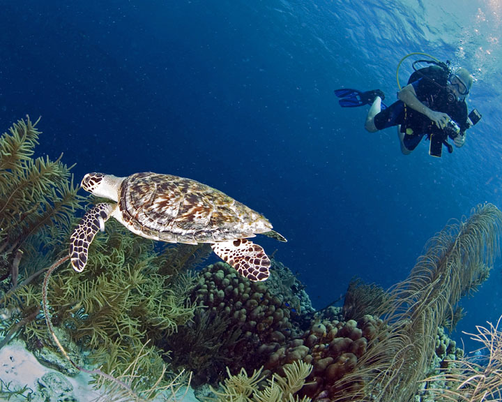 Turtle
