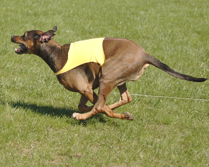 Field Champion