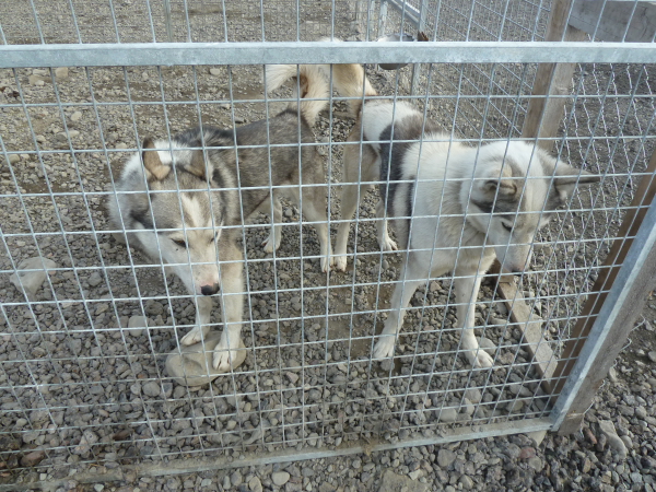 Spitzbergen - Longyearbarden Dog Farm