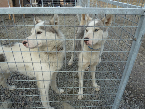 Spitzbergen - Longyearbarden Dog Farm