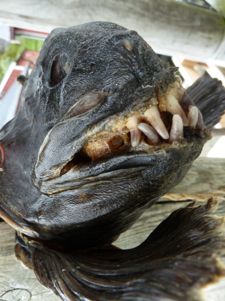 Lofoten Islands - Nusfjord - Fierce Fish