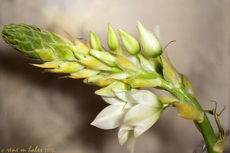 star of bethlehem