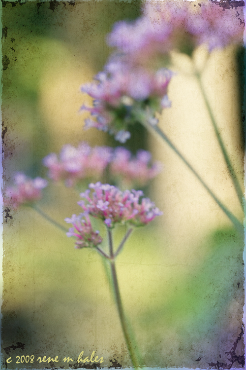 Purple Flowers