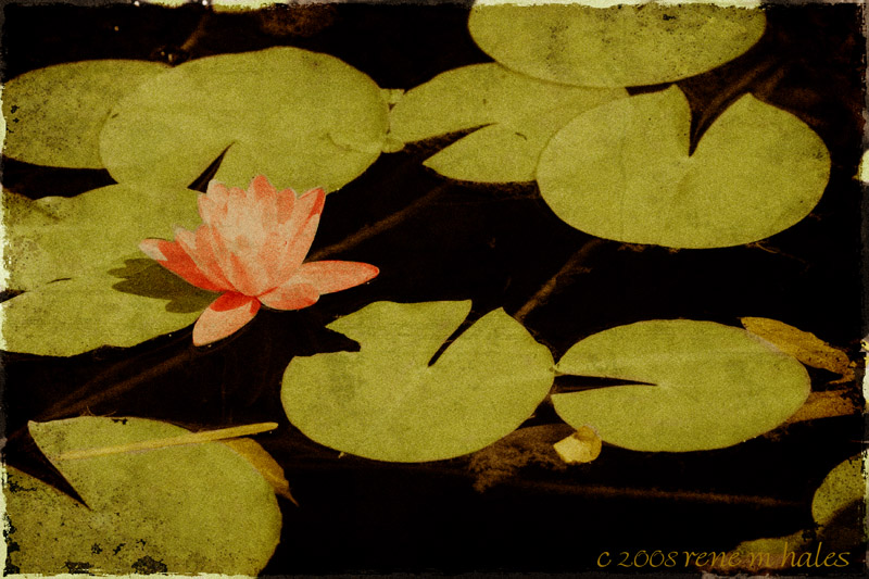 Water Lily #3
