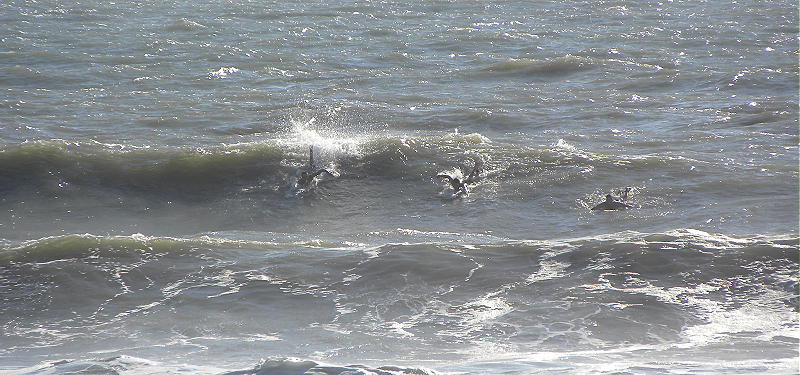 DSCN8675 2.JPG