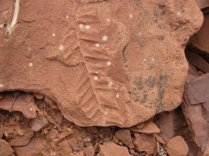 Fossilized fern in Hermit Shale