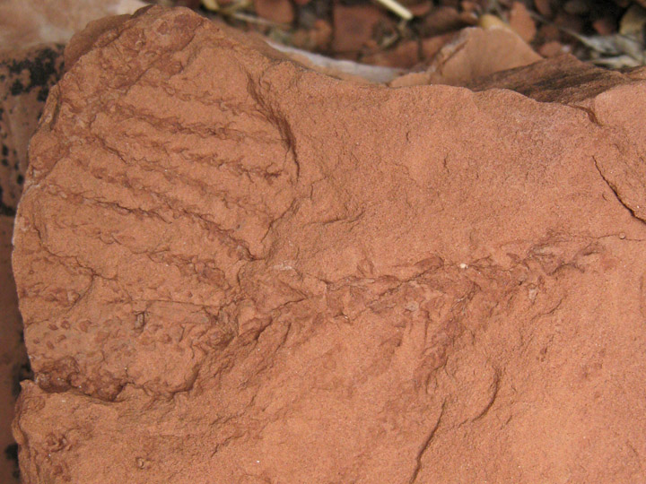 Fossilized plant in Hermit Shale