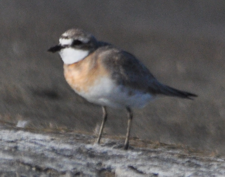 Lesser Sand Plover