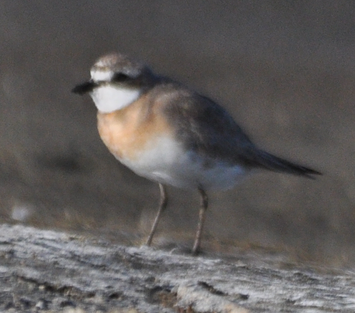 Lesser Sand Plover