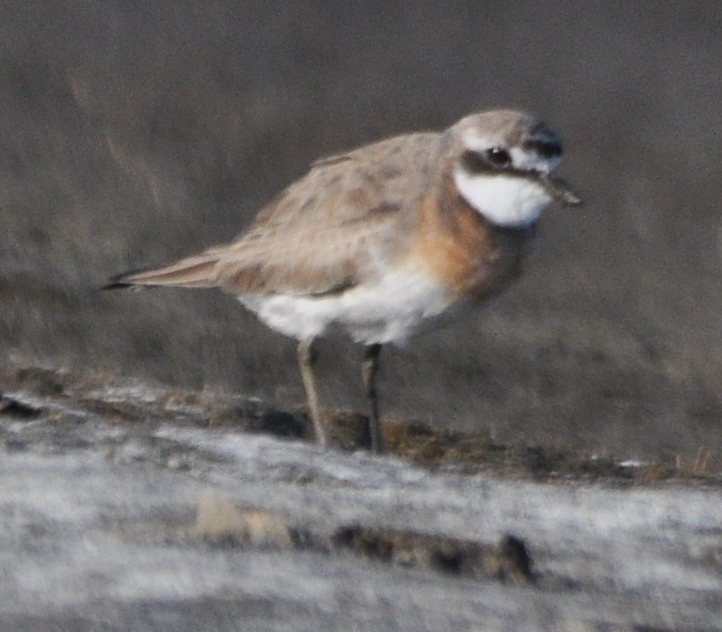 Lesser Sand Plover