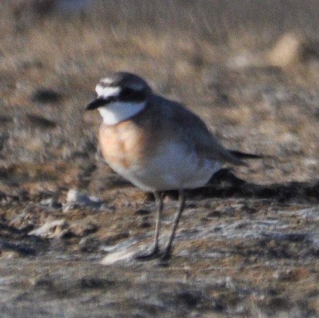Lesser Sand Plover