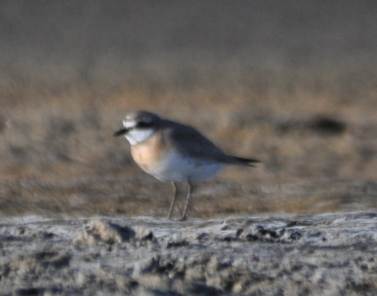 Lesser Sand Plover