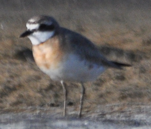 Lesser Sand Plover