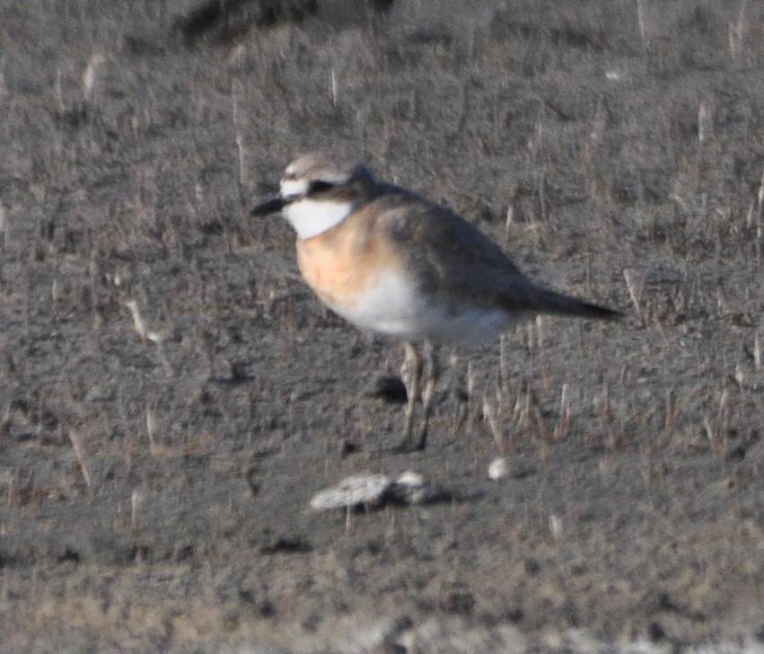 Lesser Sand Plover