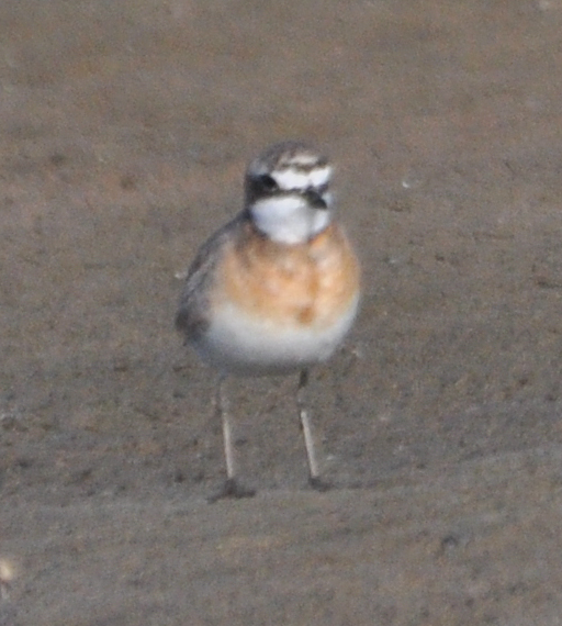 Lesser Sand Plover