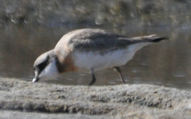 Lesser Sand Plover