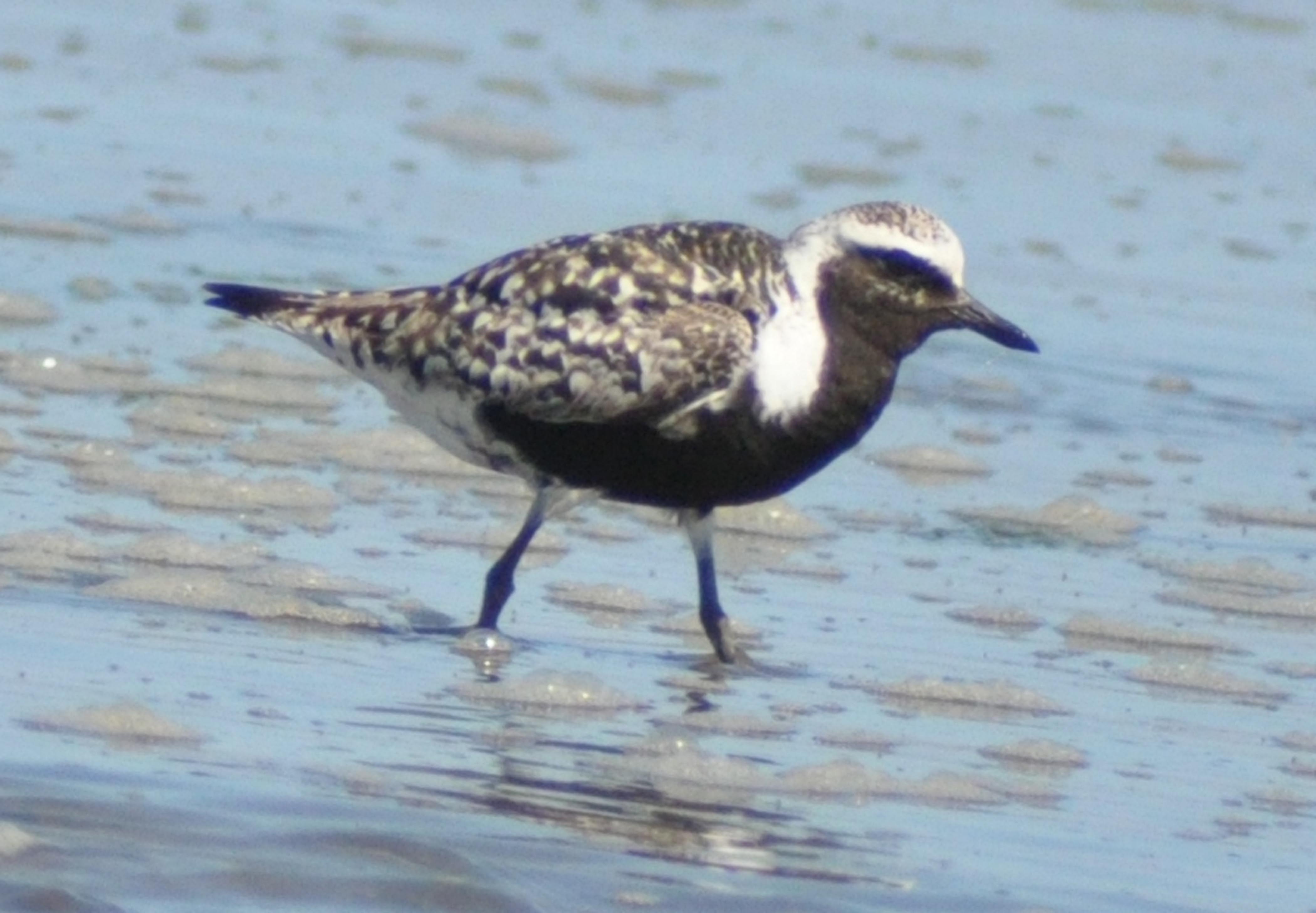 Breeding Plumage Black Bellied Plover