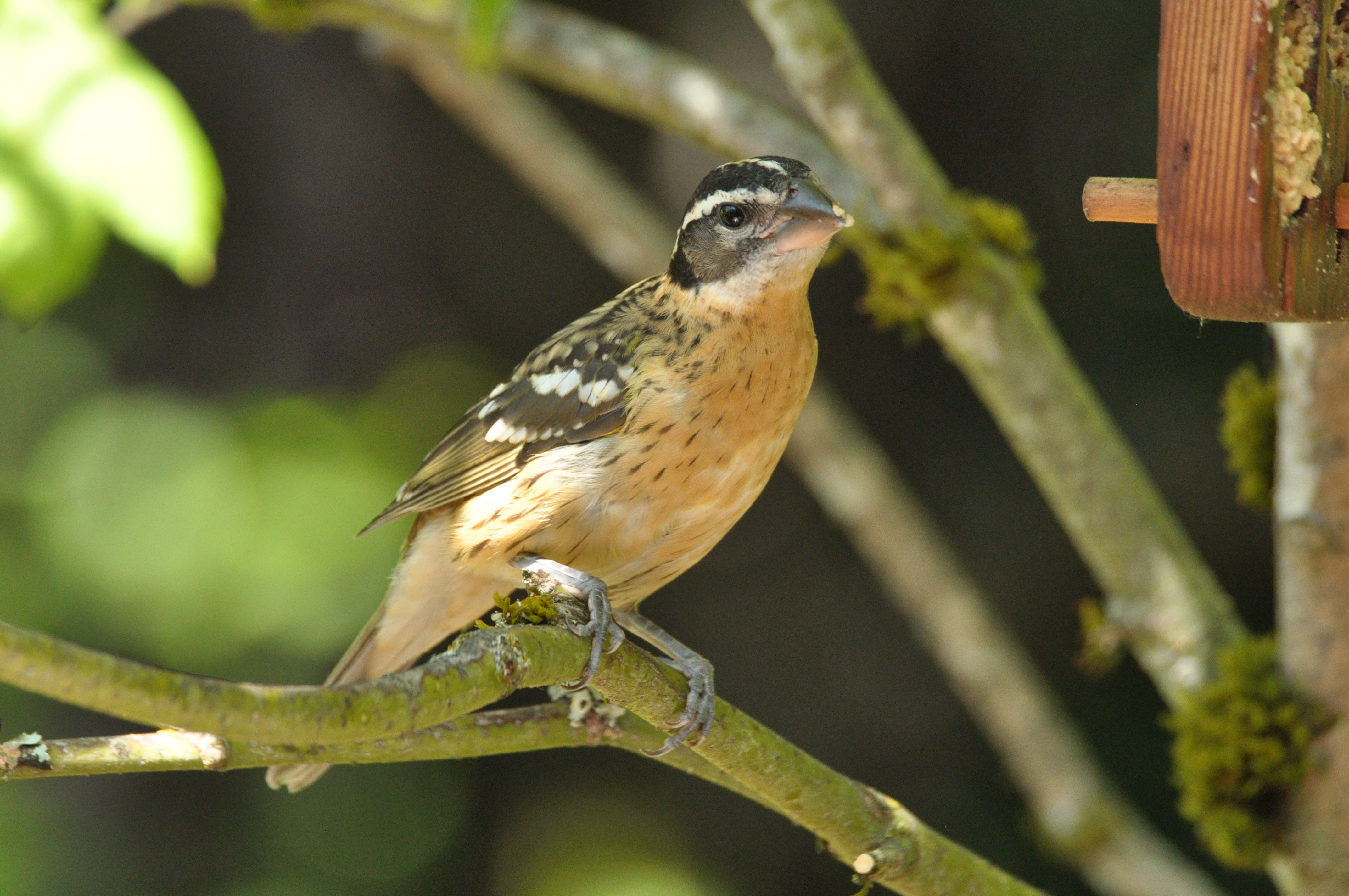 Juvenile Black Headed Grosbeak