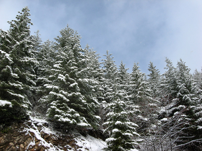 Snow Flocked Trees