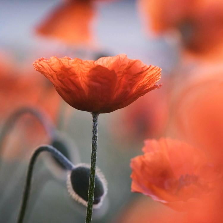 Poppy