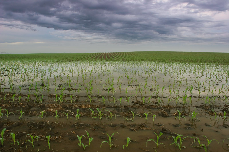 Corn field