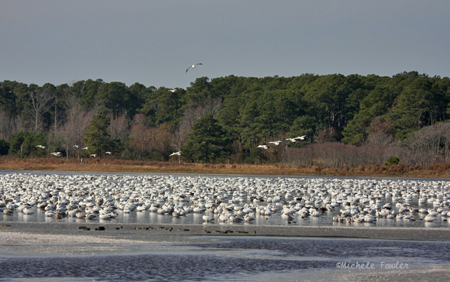 snow geese 0475 11-28-08.jpg