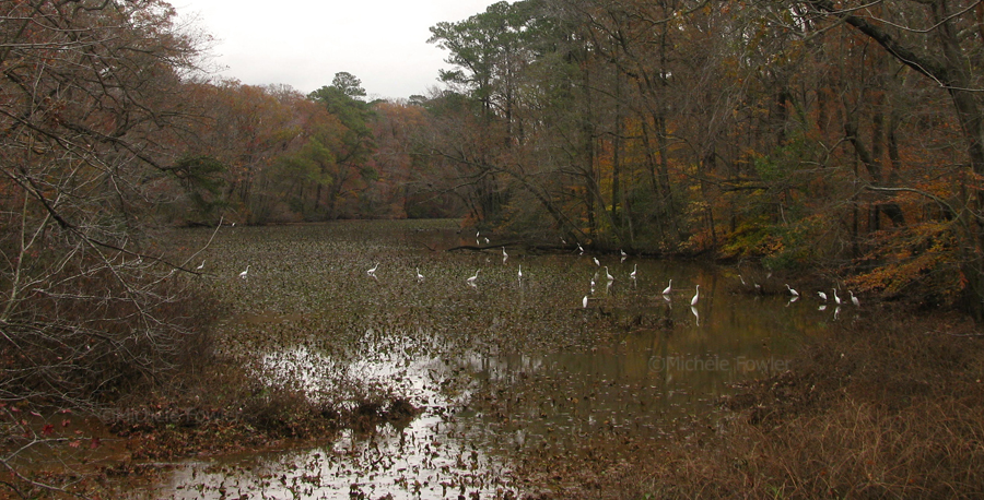 12-12-09 egrets 2175.jpg