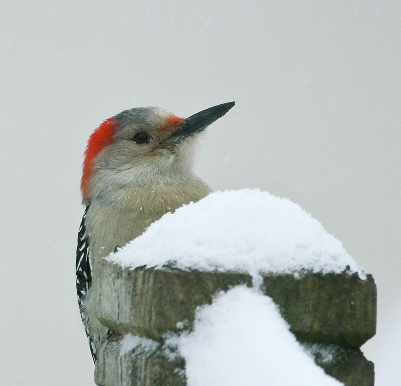 1-30-10 red bellied in snow 5470.jpg