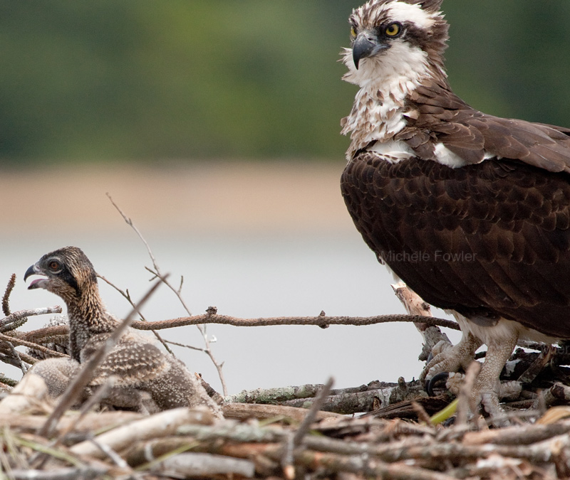 5-25-10-3926-osprey-with-chick.jpg