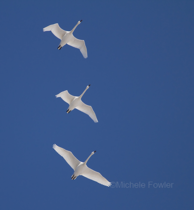 2-10-11 0051 swans over NBG.jpg