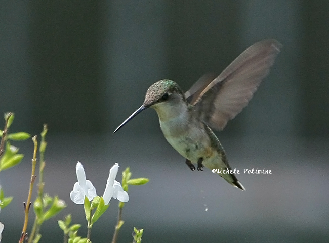 ruby throated hummingbird 0031 2.jpg