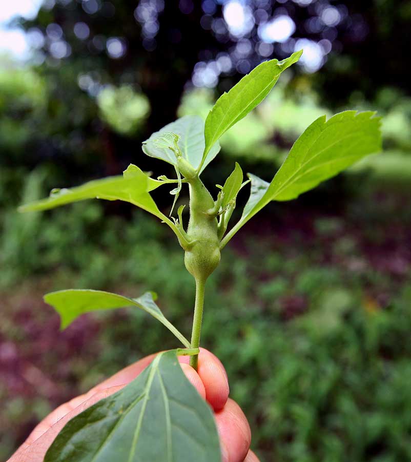 Gall from introduced wasp. IMG_0882.jpg