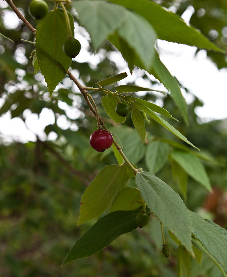 Muntingia calabura (Jamaica cherry) Muntingiaceae IMG_6148.jpg