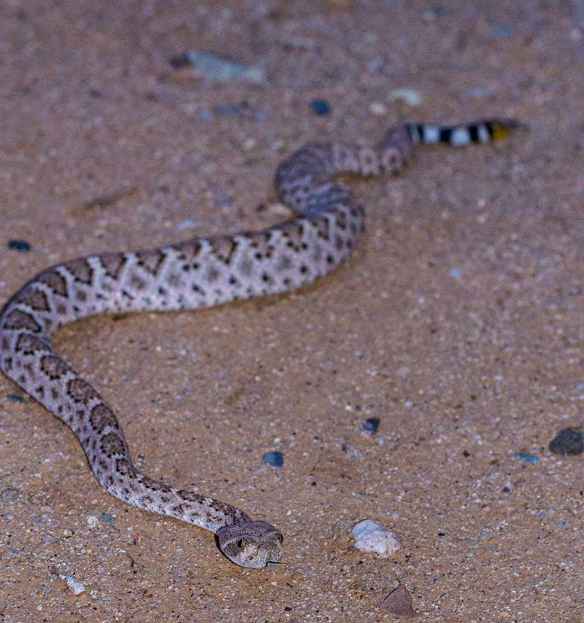 Western Diamondback rattlesnake. Crotulus atrox. IMG_7752.jpg