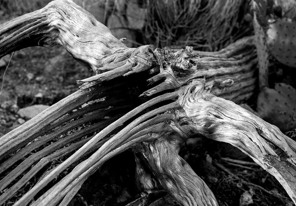 Saguaro cactus skeleton. IMG_8618.jpg