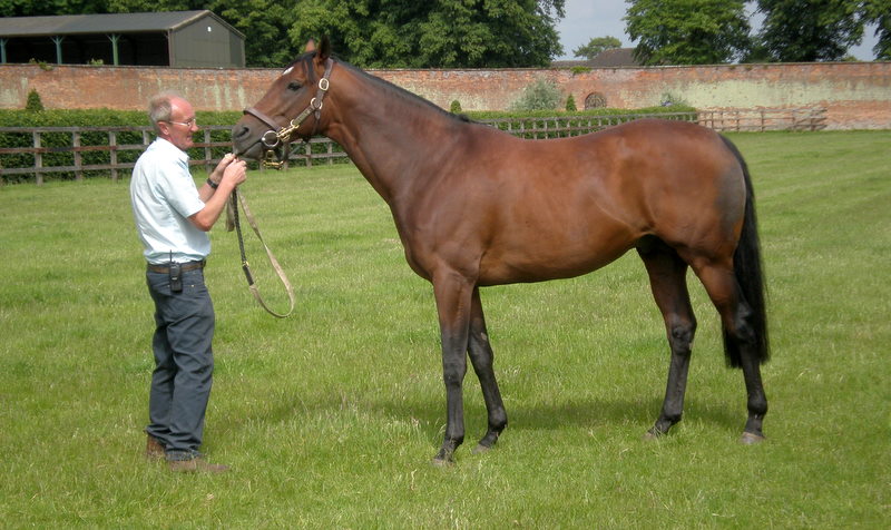 Motivator winner of 2005 Derby now at stud