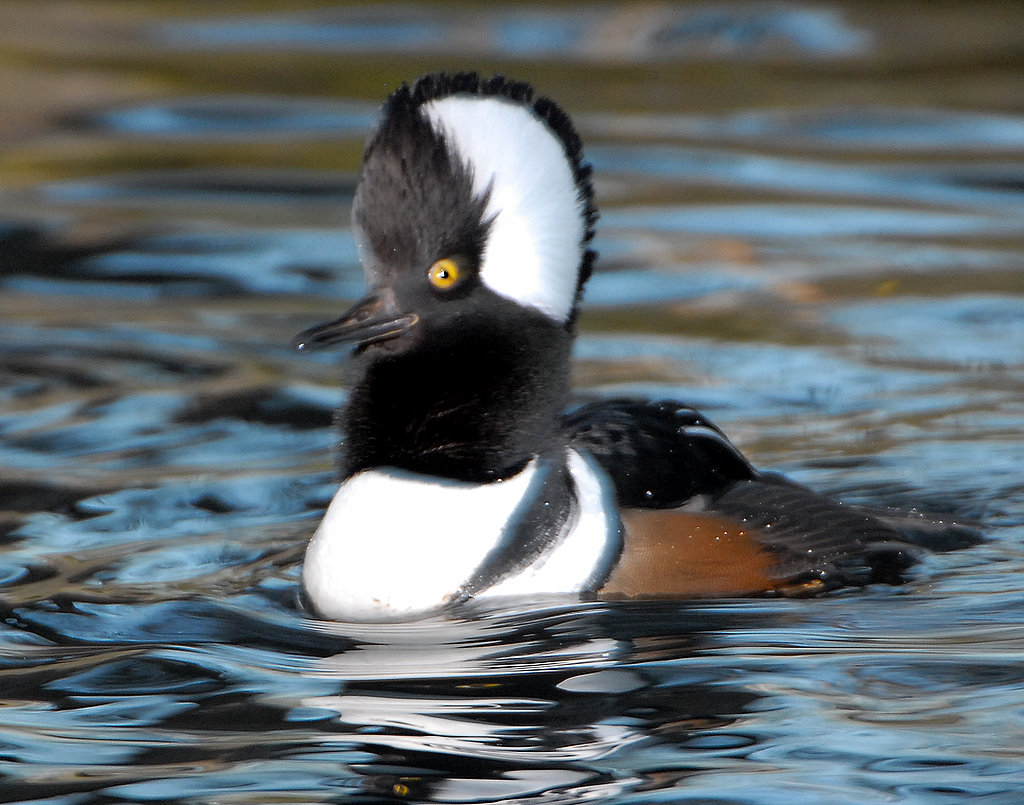 Hooded Merganser D-039.jpg