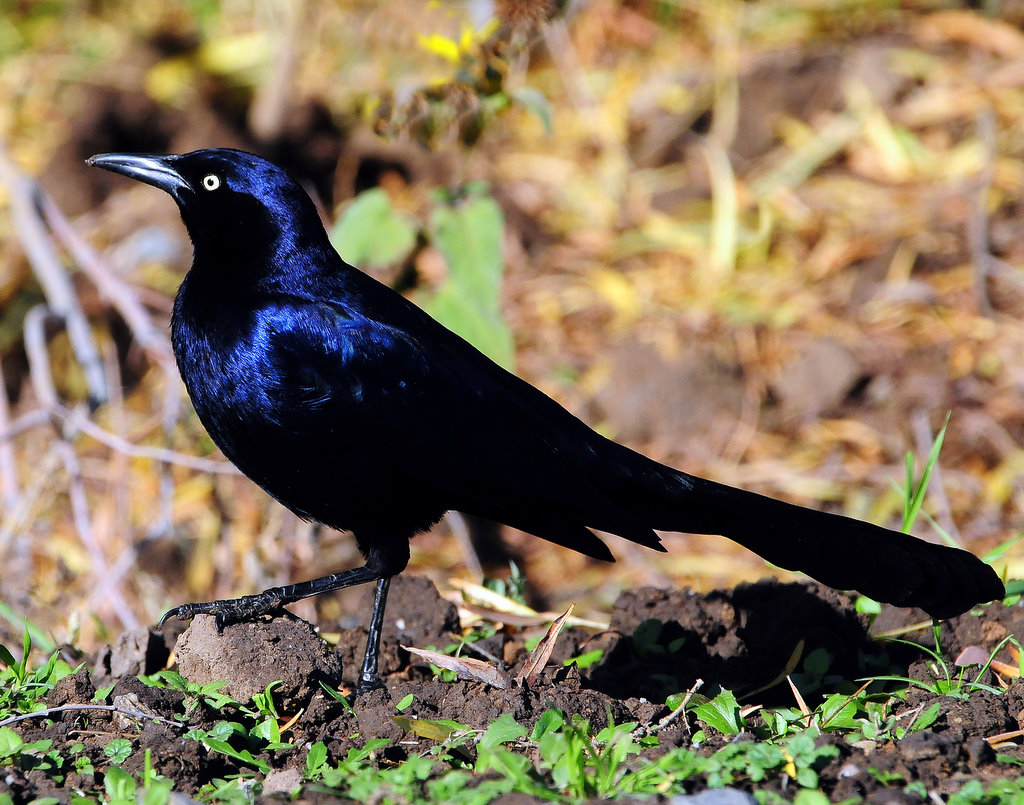 Grackle Great-tailedD-008.jpg