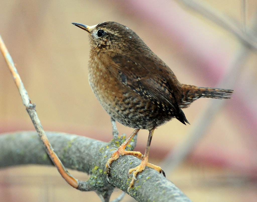 Wren, Pacific (leucistic)