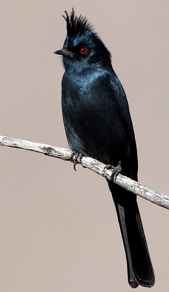 Phainopepla D-004.jpg