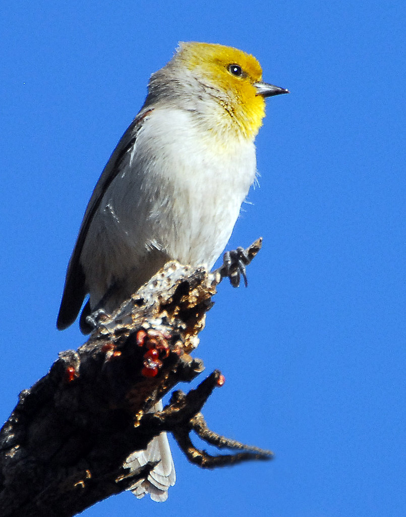 Verdin D-005.jpg