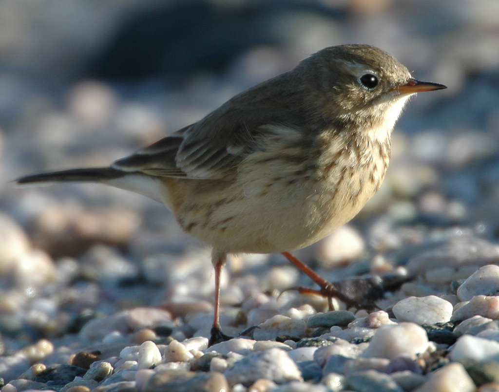 Pipit ,American  D-014.jpg